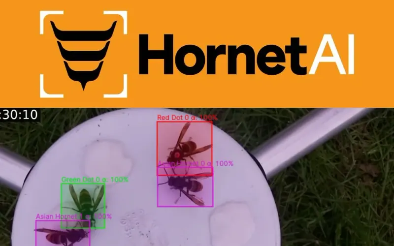 HornetAI: individual hornets tracked at the bait station by their paint-dot colour